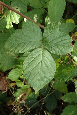 Rubus ambifarius \ B&uuml;schelbl&uuml;tige Haselblatt-Brombeere / Fasciculate-Flowered Bramble, D Vaihingen-Ensingen 13.9.2019