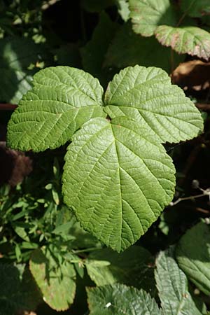 Rubus ambifarius \ B&uuml;schelbl&uuml;tige Haselblatt-Brombeere / Fasciculate-Flowered Bramble, D Vaihingen-Ensingen 13.9.2019