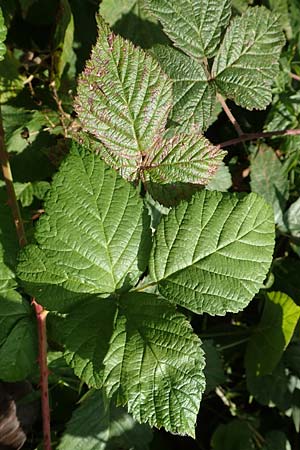 Rubus ambifarius \ B&uuml;schelbl&uuml;tige Haselblatt-Brombeere / Fasciculate-Flowered Bramble, D Vaihingen-Ensingen 13.9.2019