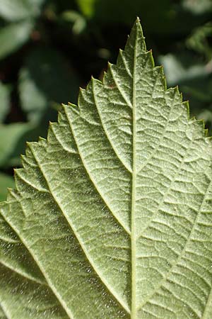 Rubus ambifarius \ B&uuml;schelbl&uuml;tige Haselblatt-Brombeere / Fasciculate-Flowered Bramble, D Vaihingen-Ensingen 13.9.2019