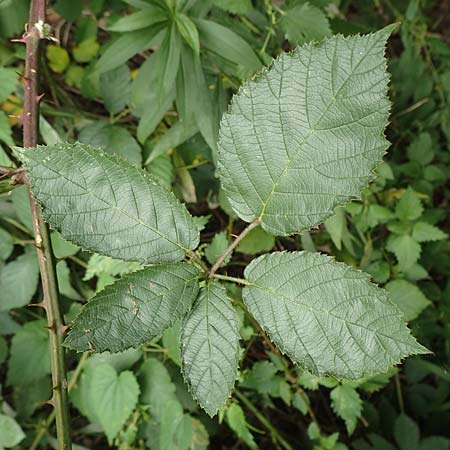 Rubus flaccidus s.l. \ Schlaffbl&auml;ttrige Brombeere / Flaccid-Leaved Bramble, D Eggenstein-Leopoldshafen 13.9.2019