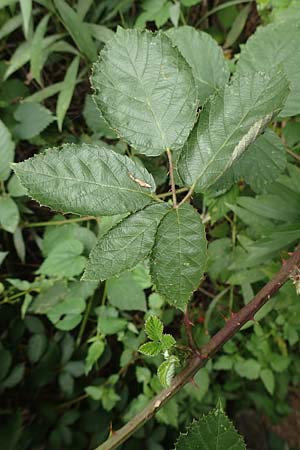Rubus flaccidus s.l. \ Schlaffbl&auml;ttrige Brombeere / Flaccid-Leaved Bramble, D Eggenstein-Leopoldshafen 13.9.2019