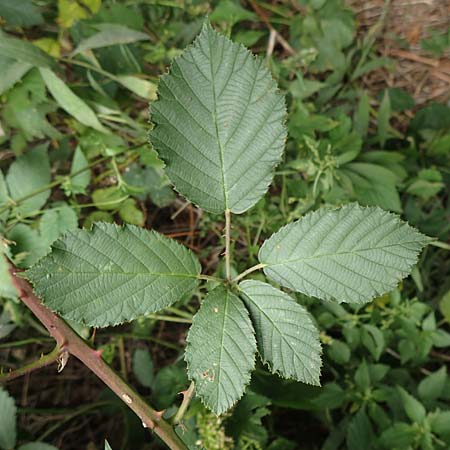 Rubus flaccidus s.l. \ Schlaffbl&auml;ttrige Brombeere / Flaccid-Leaved Bramble, D Eggenstein-Leopoldshafen 13.9.2019