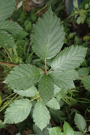Rubus flaccidus s.l. \ Schlaffbl&auml;ttrige Brombeere / Flaccid-Leaved Bramble, D Eggenstein-Leopoldshafen 13.9.2019