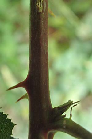 Rubus flaccidus s.l. \ Schlaffbl&auml;ttrige Brombeere / Flaccid-Leaved Bramble, D Eggenstein-Leopoldshafen 13.9.2019