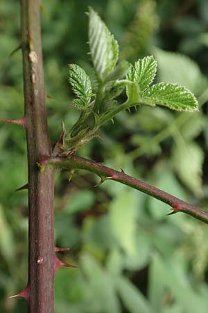 Rubus flaccidus s.l. \ Schlaffbl&auml;ttrige Brombeere / Flaccid-Leaved Bramble, D Eggenstein-Leopoldshafen 13.9.2019