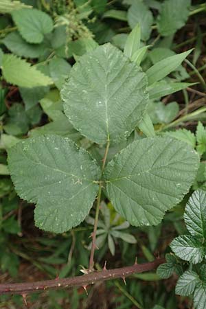 Rubus flaccidus s.l. \ Schlaffbl&auml;ttrige Brombeere / Flaccid-Leaved Bramble, D Eggenstein-Leopoldshafen 13.9.2019