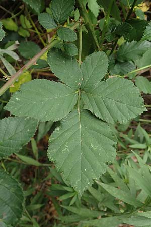 Rubus flaccidus s.l. \ Schlaffbl&auml;ttrige Brombeere / Flaccid-Leaved Bramble, D Eggenstein-Leopoldshafen 13.9.2019