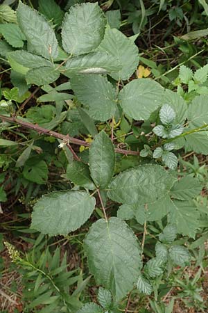 Rubus flaccidus s.l. \ Schlaffbl&auml;ttrige Brombeere / Flaccid-Leaved Bramble, D Eggenstein-Leopoldshafen 13.9.2019