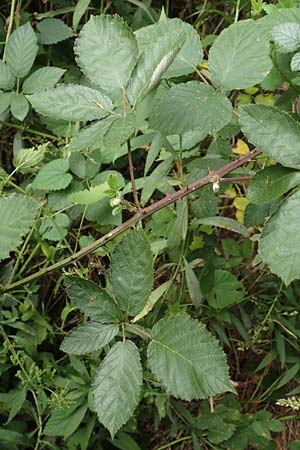 Rubus flaccidus s.l. \ Schlaffbl&auml;ttrige Brombeere / Flaccid-Leaved Bramble, D Eggenstein-Leopoldshafen 13.9.2019