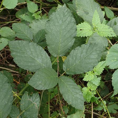 Rubus flaccidus s.l. \ Schlaffbl&auml;ttrige Brombeere / Flaccid-Leaved Bramble, D Eggenstein-Leopoldshafen 13.9.2019