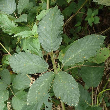 Rubus flaccidus s.l. \ Schlaffbl&auml;ttrige Brombeere / Flaccid-Leaved Bramble, D Eggenstein-Leopoldshafen 13.9.2019