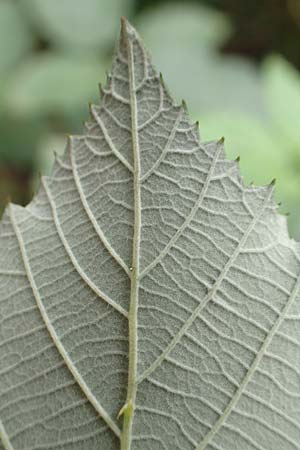 Rubus flaccidus s.l. \ Schlaffbl&auml;ttrige Brombeere / Flaccid-Leaved Bramble, D Eggenstein-Leopoldshafen 13.9.2019