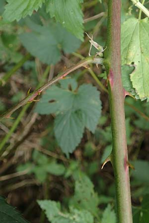 Rubus flaccidus s.l. \ Schlaffbl&auml;ttrige Brombeere / Flaccid-Leaved Bramble, D Eggenstein-Leopoldshafen 13.9.2019