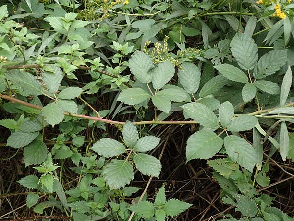 Rubus flaccidus s.l. \ Schlaffbl&auml;ttrige Brombeere / Flaccid-Leaved Bramble, D Eggenstein-Leopoldshafen 13.9.2019