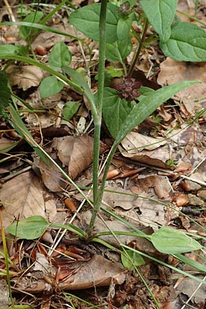 Ranunculus flammula \ Brennender Hahnenfu� / Lesser Spearwort, D Hunsr&uuml;ck, B&ouml;rfink 18.7.2020