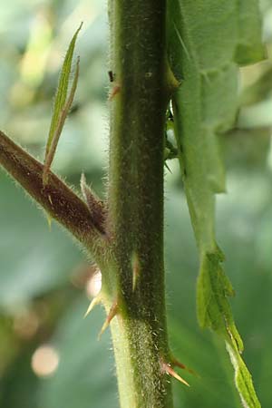 Rubus foliosus \ Blattreiche Brombeere / Leafy Bramble, D Krickenbecker Seen 27.7.2020