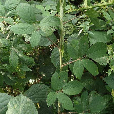 Rubus foliosus \ Blattreiche Brombeere / Leafy Bramble, D Krickenbecker Seen 27.7.2020