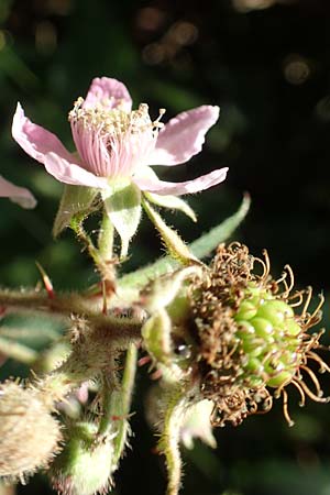 Rubus foliosus \ Blattreiche Brombeere / Leafy Bramble, D Krickenbecker Seen 27.7.2020