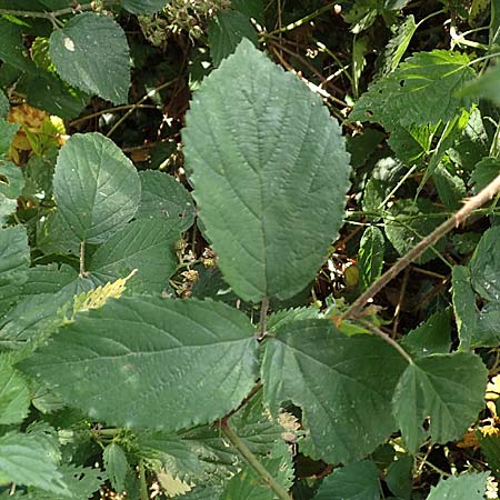 Rubus foliosus \ Blattreiche Brombeere / Leafy Bramble, D Krickenbecker Seen 27.7.2020