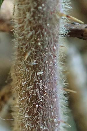 Rubus foliosus \ Blattreiche Brombeere / Leafy Bramble, D Niederaula 29.7.2020