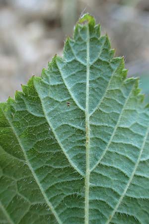 Rubus foliosus \ Blattreiche Brombeere / Leafy Bramble, D Niederaula 29.7.2020