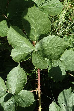 Rubus fabrimontanus \ Schmiedeberger Haselblatt-Brombeere / Schmiedeberg Bramble, D Unterbernhards 30.7.2020