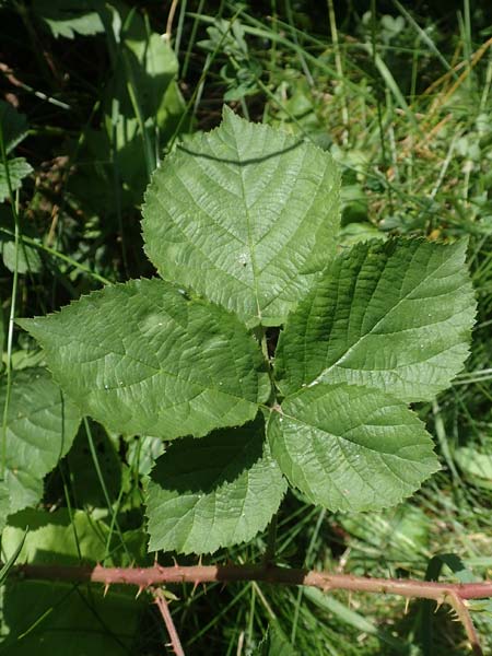 Rubus fabrimontanus \ Schmiedeberger Haselblatt-Brombeere / Schmiedeberg Bramble, D Unterbernhards 30.7.2020