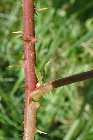 Rubus fabrimontanus \ Schmiedeberger Haselblatt-Brombeere / Schmiedeberg Bramble, D Unterbernhards 30.7.2020