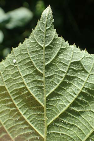 Rubus fabrimontanus \ Schmiedeberger Haselblatt-Brombeere / Schmiedeberg Bramble, D Unterbernhards 30.7.2020
