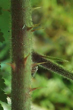 Rubus fabrimontanus \ Schmiedeberger Haselblatt-Brombeere / Schmiedeberg Bramble, D Gedern-Oberseemen 30.7.2020