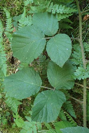 Rubus fabrimontanus \ Schmiedeberger Haselblatt-Brombeere / Schmiedeberg Bramble, D Gedern-Oberseemen 30.7.2020
