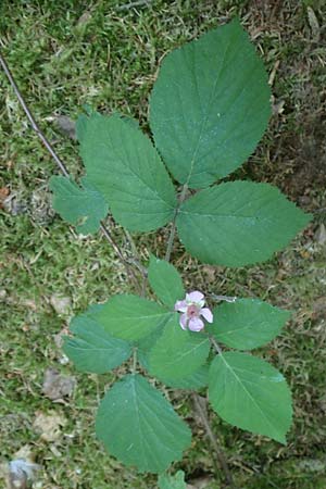 Rubus fabrimontanus \ Schmiedeberger Haselblatt-Brombeere / Schmiedeberg Bramble, D Gedern-Oberseemen 30.7.2020