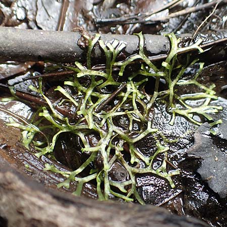 Riccia fluitans agg. \ Untergetauchtes Stern-Lebermoos / Crystalwort, Slender Riccia, D Kaiserslautern 19.8.2020
