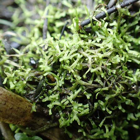Riccia fluitans agg. \ Untergetauchtes Stern-Lebermoos / Crystalwort, Slender Riccia, D Kaiserslautern 19.8.2020