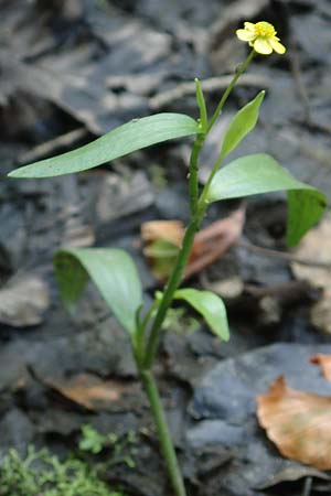 Ranunculus flammula \ Brennender Hahnenfu� / Lesser Spearwort, D Kaiserslautern 19.8.2020