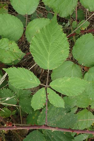 Rubus flabellatus \ F&auml;cherbl&uuml;tige Brombeere / Fan-Flowered Bramble, D Odenwald, Rimbach 27.8.2020