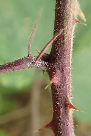 Rubus flabellatus \ F&auml;cherbl&uuml;tige Brombeere / Fan-Flowered Bramble, D Odenwald, Rimbach 27.8.2020