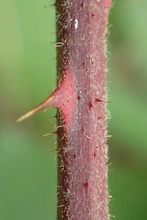 Rubus flabellatus \ F&auml;cherbl&uuml;tige Brombeere / Fan-Flowered Bramble, D Odenwald, Rimbach 27.8.2020