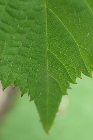Rubus flabellatus \ F&auml;cherbl&uuml;tige Brombeere / Fan-Flowered Bramble, D Odenwald, Rimbach 27.8.2020