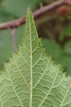 Rubus flabellatus \ F&auml;cherbl&uuml;tige Brombeere / Fan-Flowered Bramble, D Odenwald, Rimbach 27.8.2020