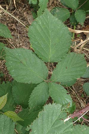 Rubus flabellatus \ F&auml;cherbl&uuml;tige Brombeere / Fan-Flowered Bramble, D Odenwald, Rimbach 27.8.2020