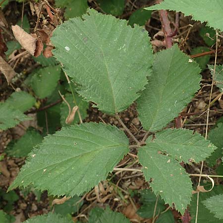 Rubus flabellatus \ F&auml;cherbl&uuml;tige Brombeere / Fan-Flowered Bramble, D Odenwald, Rimbach 27.8.2020