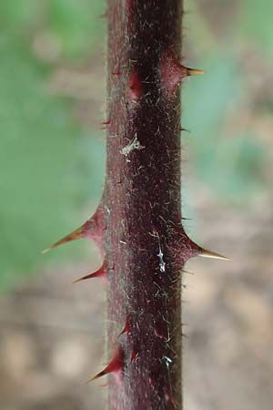 Rubus flabellatus \ F&auml;cherbl&uuml;tige Brombeere / Fan-Flowered Bramble, D Odenwald, Rimbach 27.8.2020