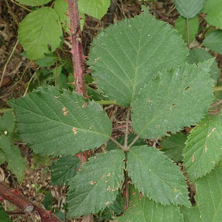 Rubus flabellatus \ F&auml;cherbl&uuml;tige Brombeere / Fan-Flowered Bramble, D Odenwald, Rimbach 27.8.2020