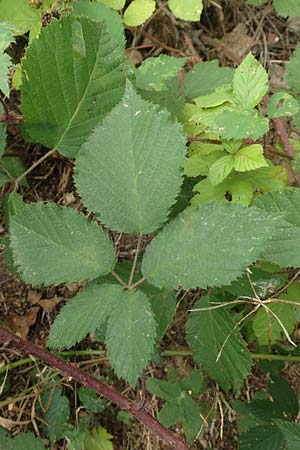 Rubus flabellatus \ F&auml;cherbl&uuml;tige Brombeere / Fan-Flowered Bramble, D Odenwald, Rimbach 27.8.2020