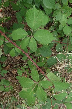 Rubus flabellatus \ F&auml;cherbl&uuml;tige Brombeere / Fan-Flowered Bramble, D Odenwald, Rimbach 27.8.2020