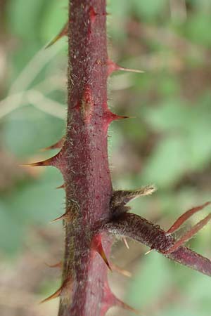 Rubus flabellatus \ F&auml;cherbl&uuml;tige Brombeere / Fan-Flowered Bramble, D Odenwald, Rimbach 27.8.2020