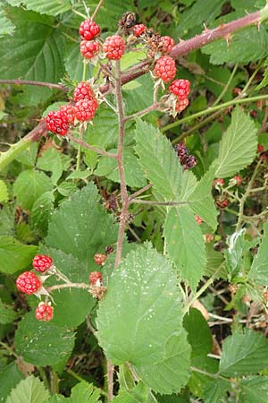 Rubus flabellatus \ F&auml;cherbl&uuml;tige Brombeere / Fan-Flowered Bramble, D Odenwald, Rimbach 27.8.2020