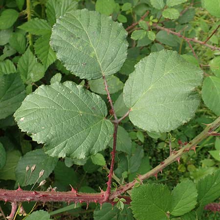 Rubus fuscus \ Braune Brombeere / Brown Bramble, D Bad Karlshafen 8.9.2020